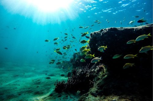 Tour Satu Hari Snorkeling Nusa Penida