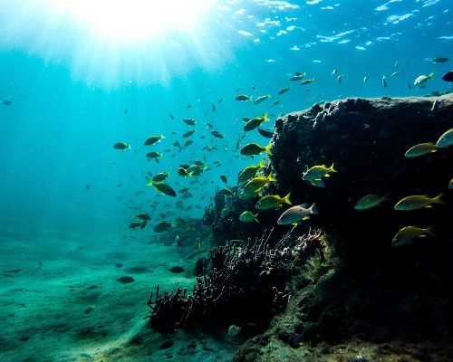 Tour Satu Hari Snorkeling Nusa Penida